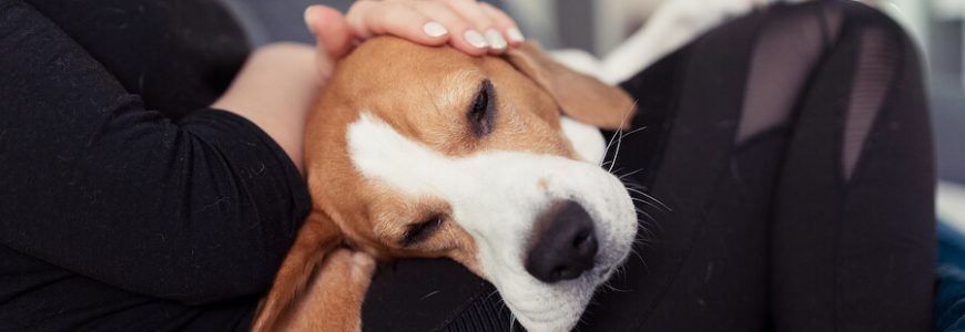Easing Your Pets Stress